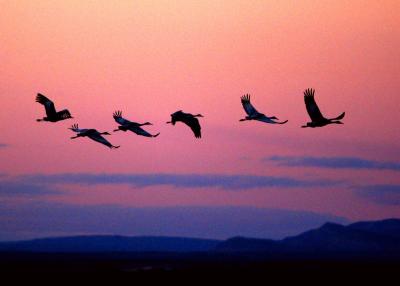 Sandhill Cranes