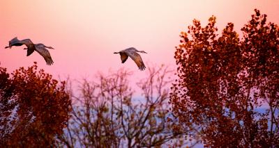Cranes at dusk