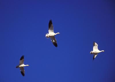 Flight of Three