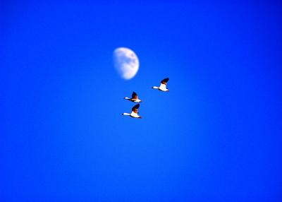 Moonward bound