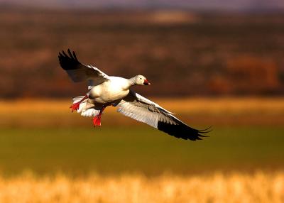 Prepare to land