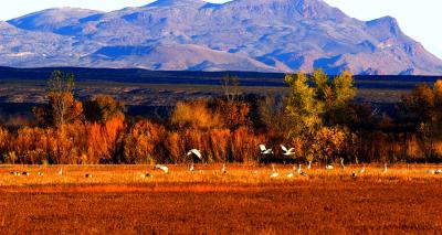 Cranes in ground effect
