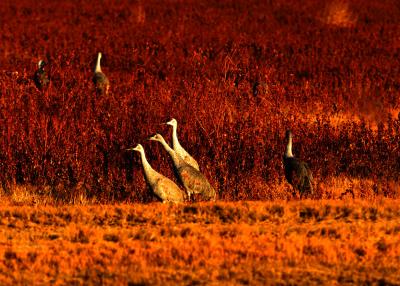 We three cranes