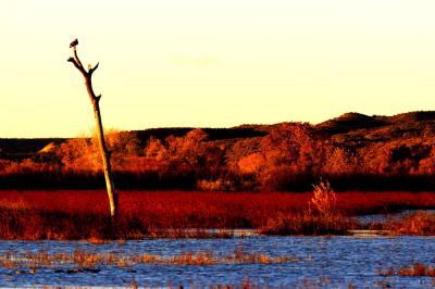 Lone eagle