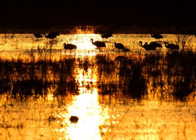 Cranes in reflection