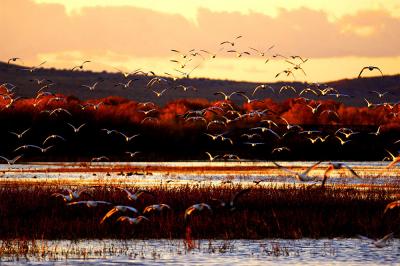 Flight after dawn
