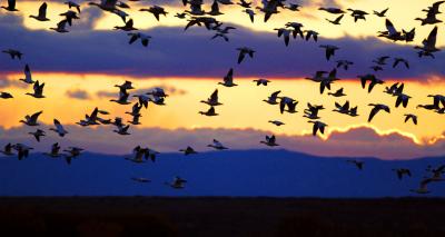 Soft light flight