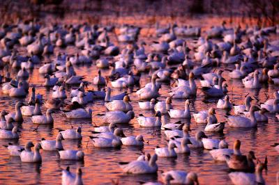 Geese in pink