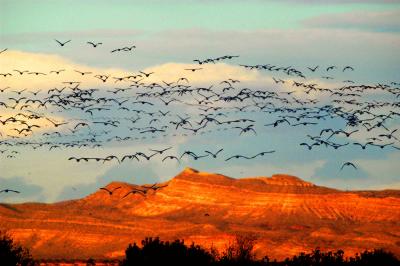 Birds darkening sky
