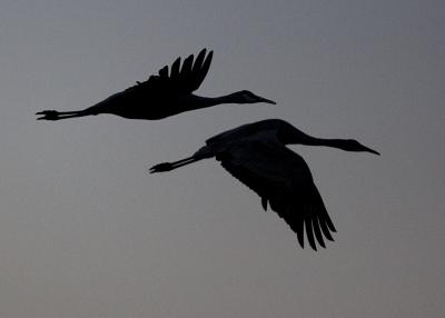 Bosque del Apache