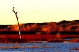 Lone eagle