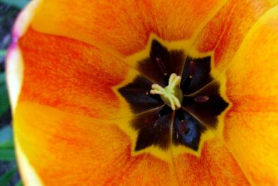 tulip6.jpg