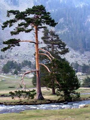Pin sylvestre