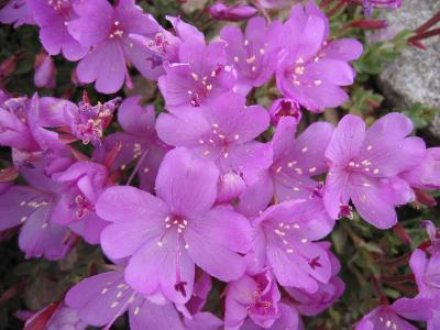 Purple Lake - Flowers