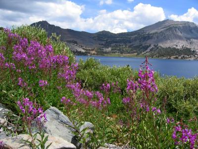 Fireweed - Duck lake