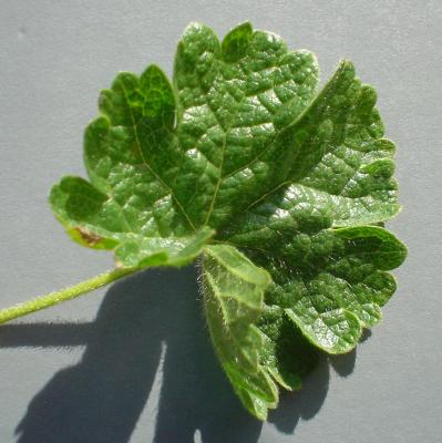 Basal Leaf