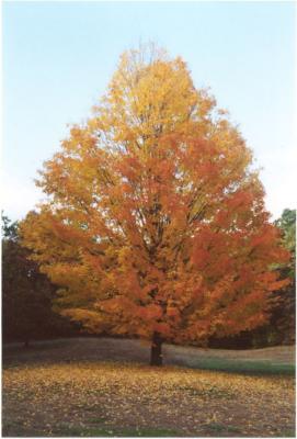 Fall tree.jpg