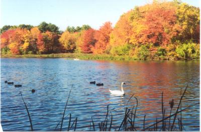 Pond & Swan.jpg