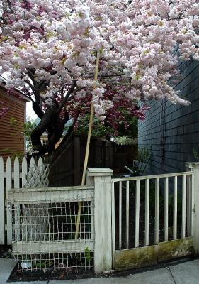 Cheery Blossoms in Warren RI May 8 2005.jpg