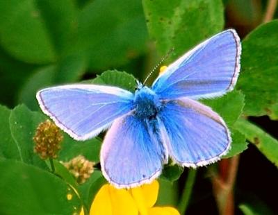 Male Common Blue Butterfly.