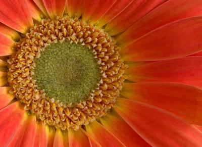 Gerbera