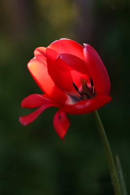 5.4 - Red