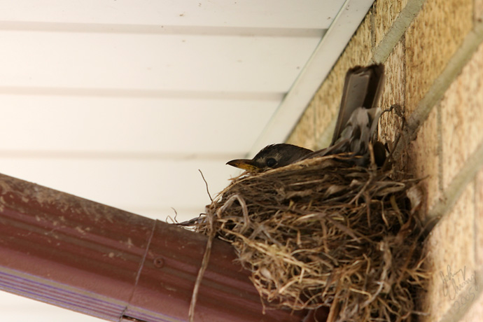Nest