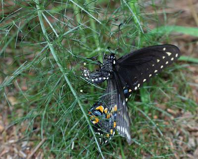 Black Swallowtail Depositing Eggs