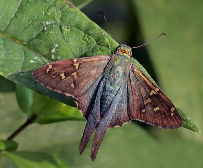 Long Tailed Skipper (2004)