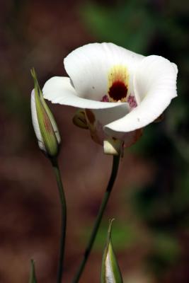 Sego Lily