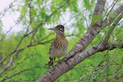 Roadrunner-On-A-Limb-II