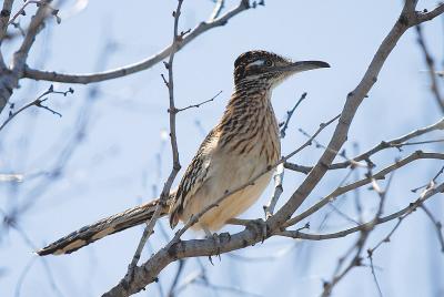 Roadrunner-aka-Chaparral