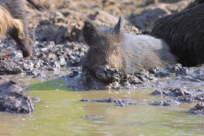 Baby Mud Bath