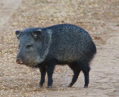 Road-Javalina