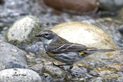 Yellow-rumped 'Myrtle' Warbler