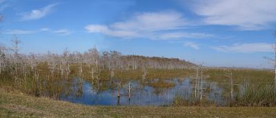 dwarf cypress. panorama