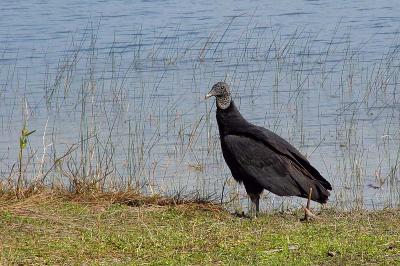 black vulture at ninemile pond
