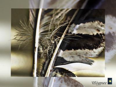 u18/jypsee/medium/43036869.feather4layerd.jpg