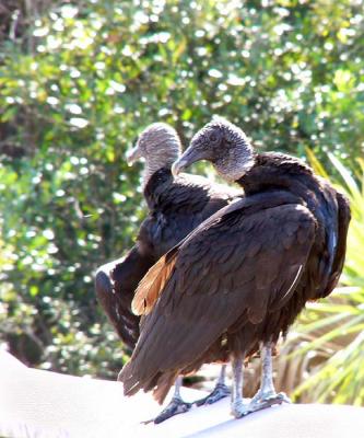 black vultures