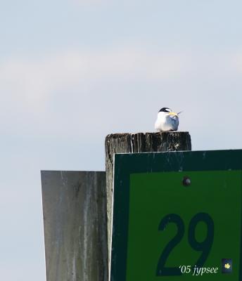 least tern at rest