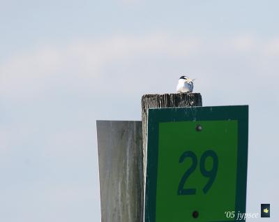 least tern at channel marker 29