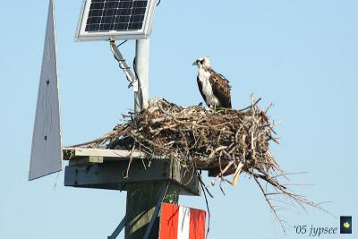 osprey nest on marker 96