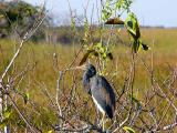 tricolor heron