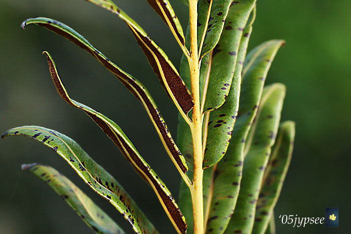 green shrub with brown and yellow elements