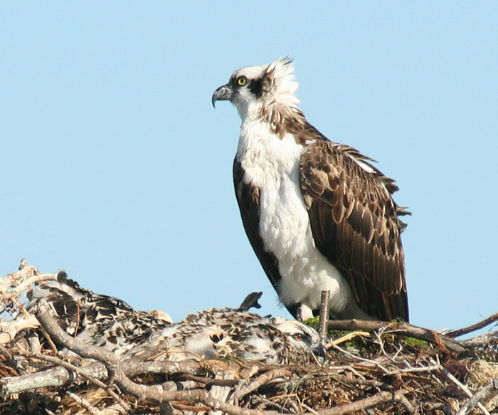 osprey nest  closeup view