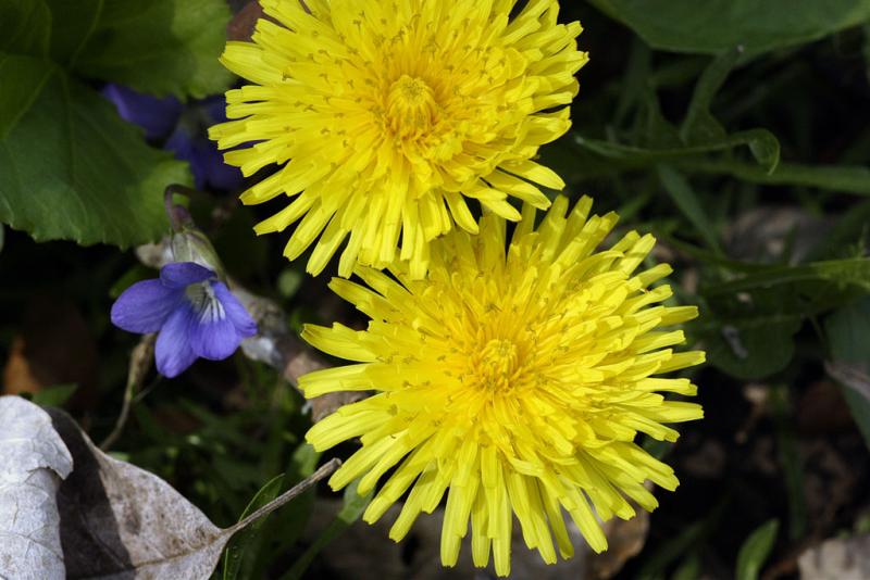 dandelions