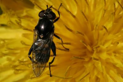 Hoverfly on dandelion