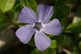 periwinkle