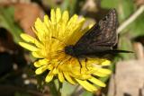 unknown butterfly