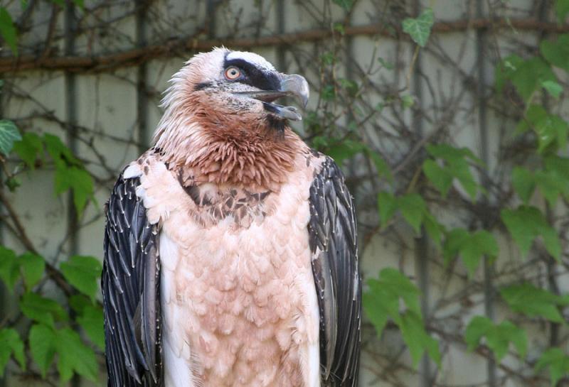 Lammergeier